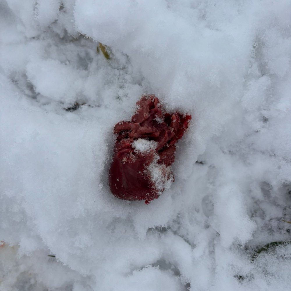 Giftköder-Giftköder oder Jagdreste-Profilbild