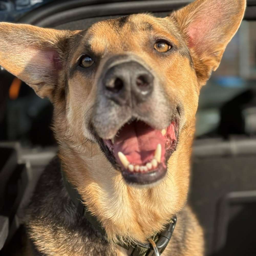 Hundetreffen-Treffen im Umkreis St Tönis/Krefeld-Profilbild