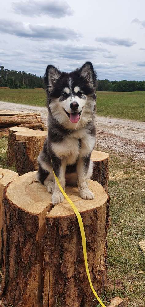 Hundetreffen-Welpen-/ Junghundetreffen in Schwabach-Profilbild