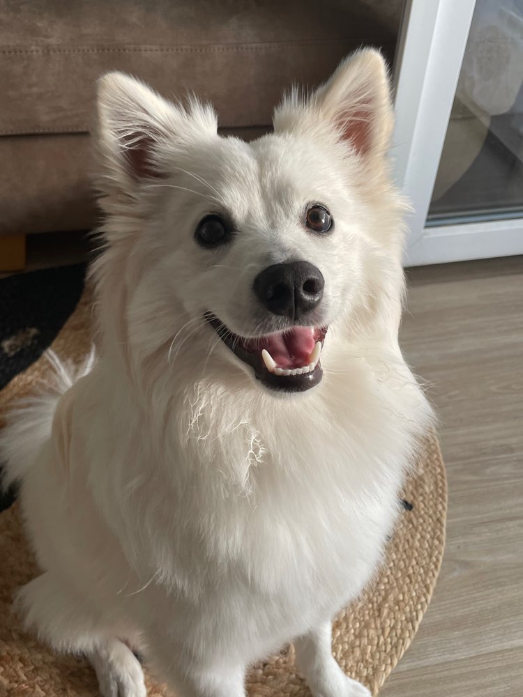 Hundetreffen-Spielstunde + gem. Spaziergang-Profilbild