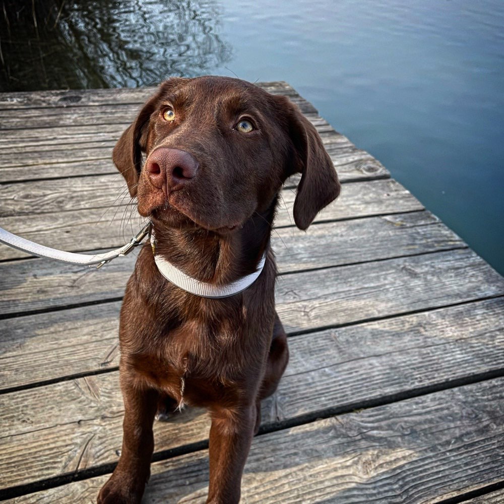 Hundetreffen-Junghundtreff-Profilbild