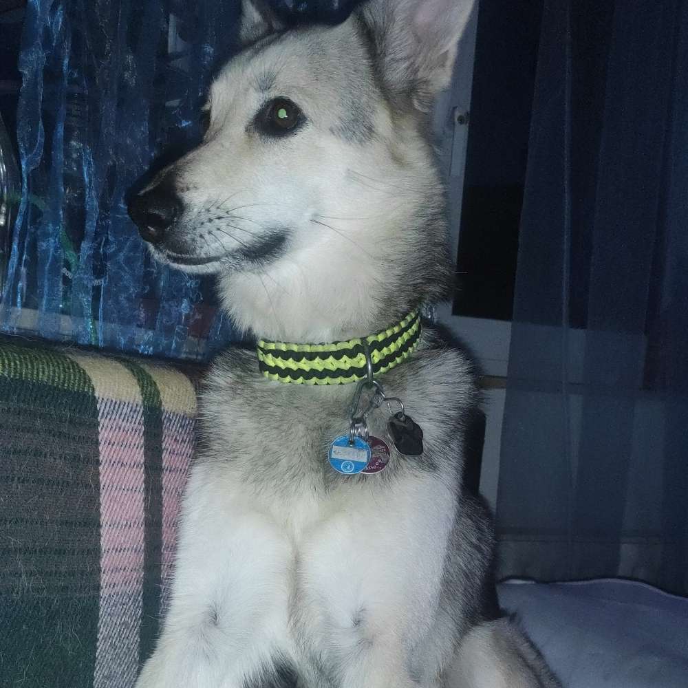 Hundetreffen-Hunde Treff-Profilbild