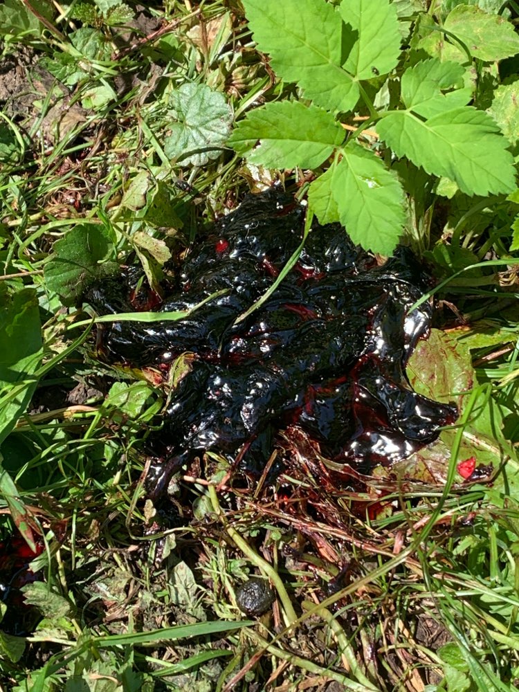 Giftköder-Ecklig rot-violett Kotähnliches Etwas-Profilbild