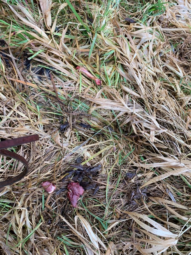 Giftköder-Möglicherweise Giftköder-Profilbild