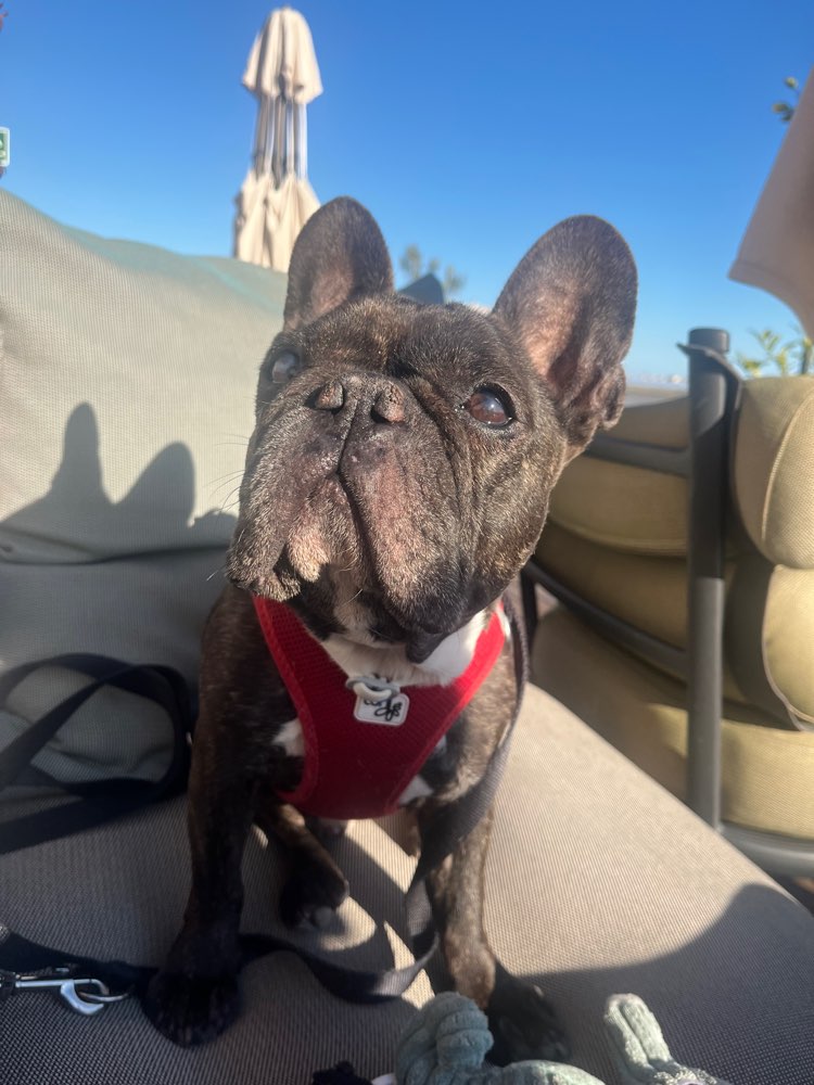 Hundetreffen-Gemeinsame spaziergänge-Profilbild