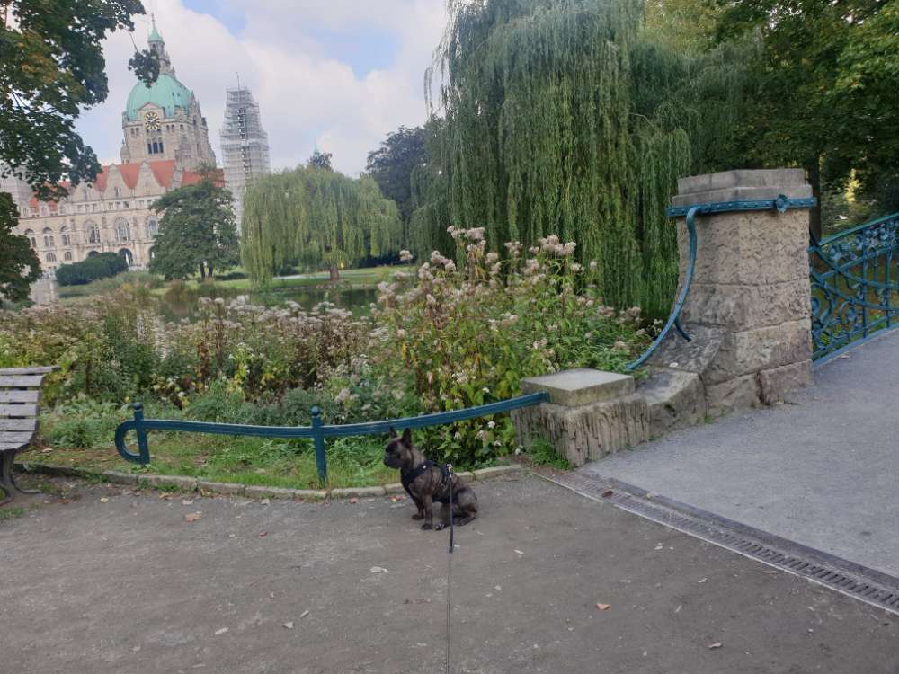 Hundetreffen-Neu in der Südstadt - suche Begleitung 🚶‍♀️🐶-Profilbild