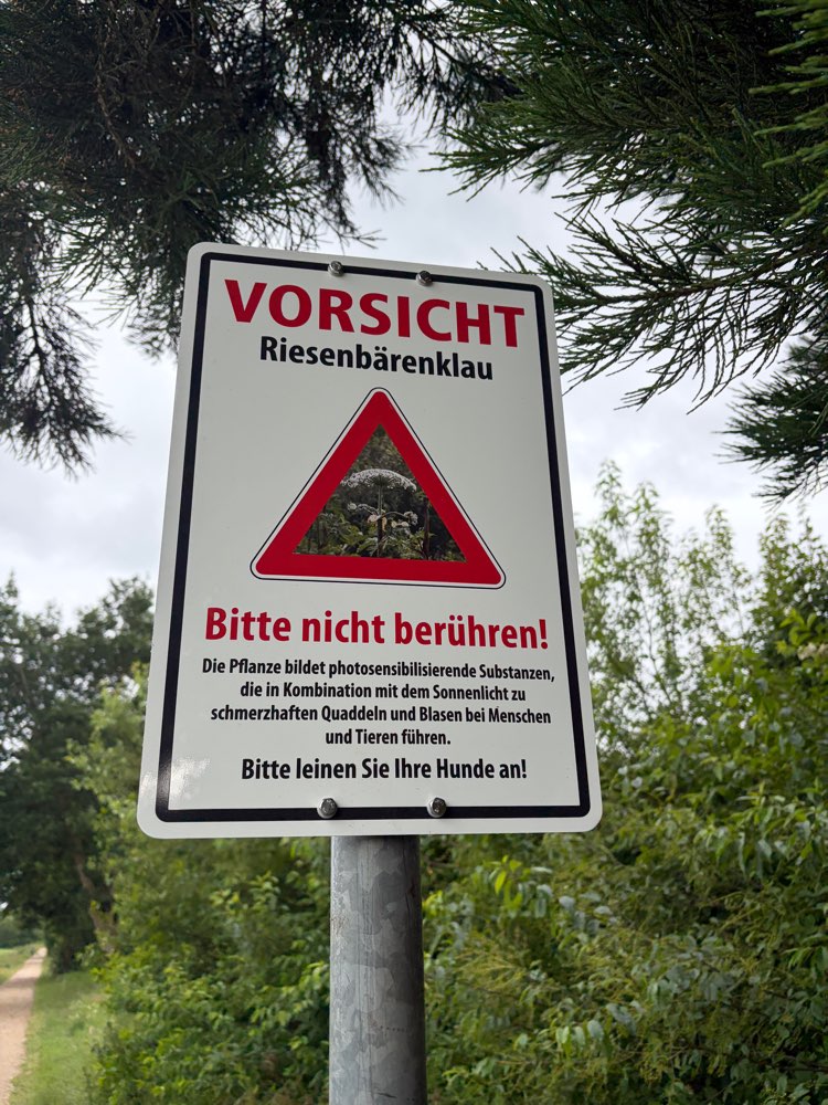 Giftköder-Riesenbärenklau-Profilbild