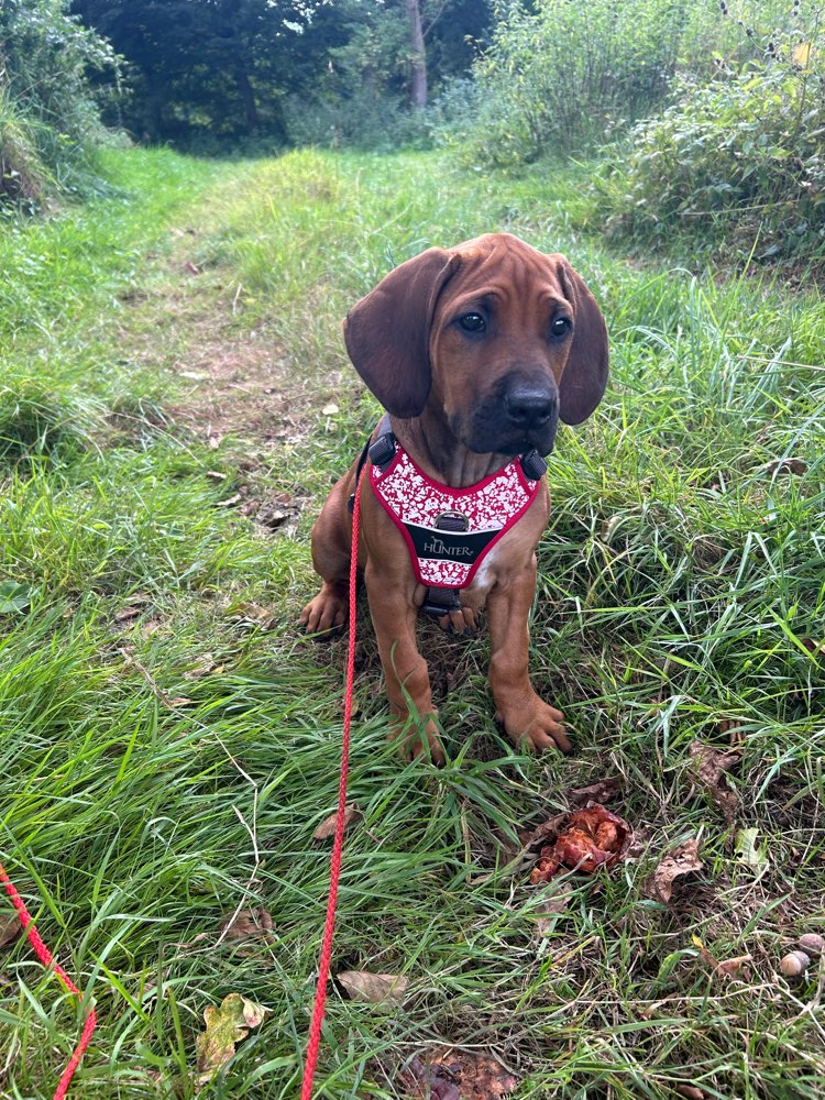 Hundetreffen-Welpentreffen „Oher Tannen“-Profilbild