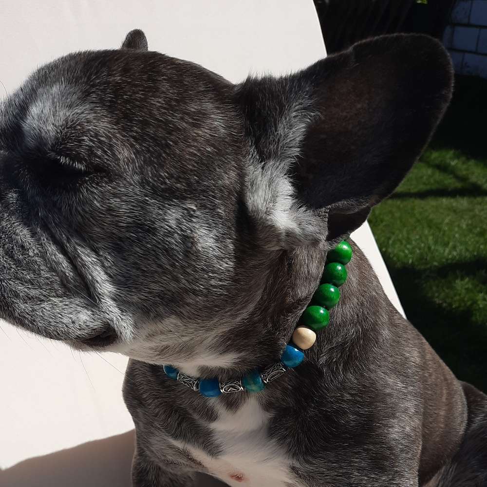 Hundetreffen-Bullytreffen❤-Profilbild