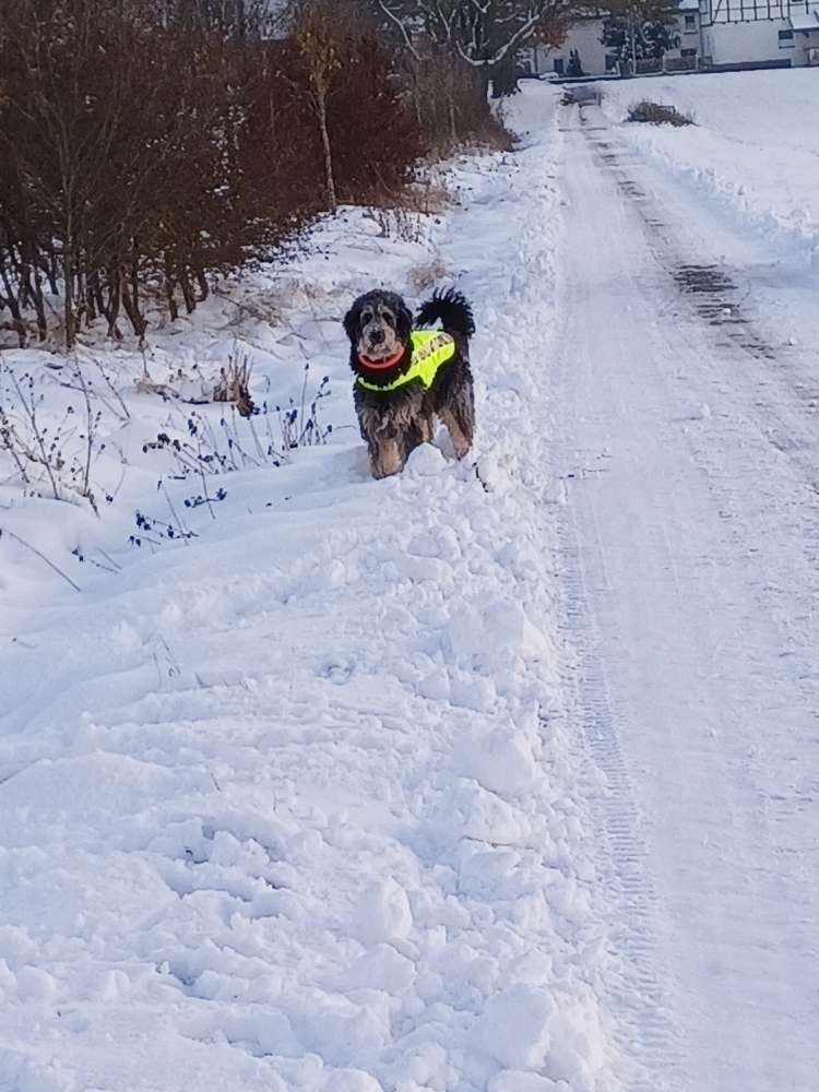 Hundetreffen-Gassi - und Spielrunde-Profilbild