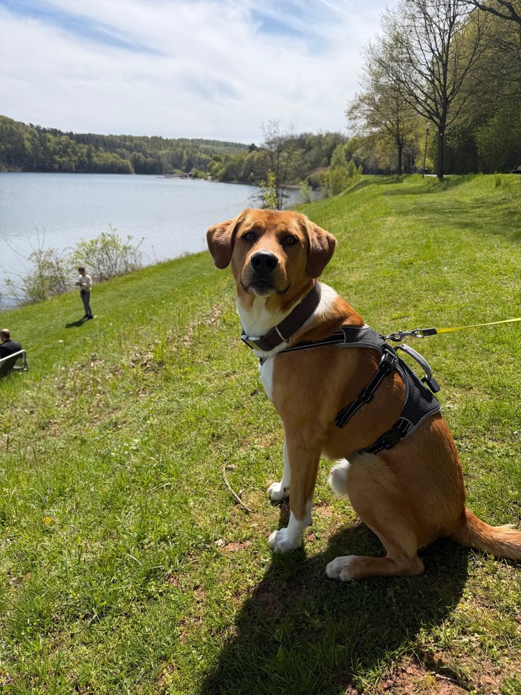 Hundetreffen-Gassi Runde / Spiele-Treff-Profilbild