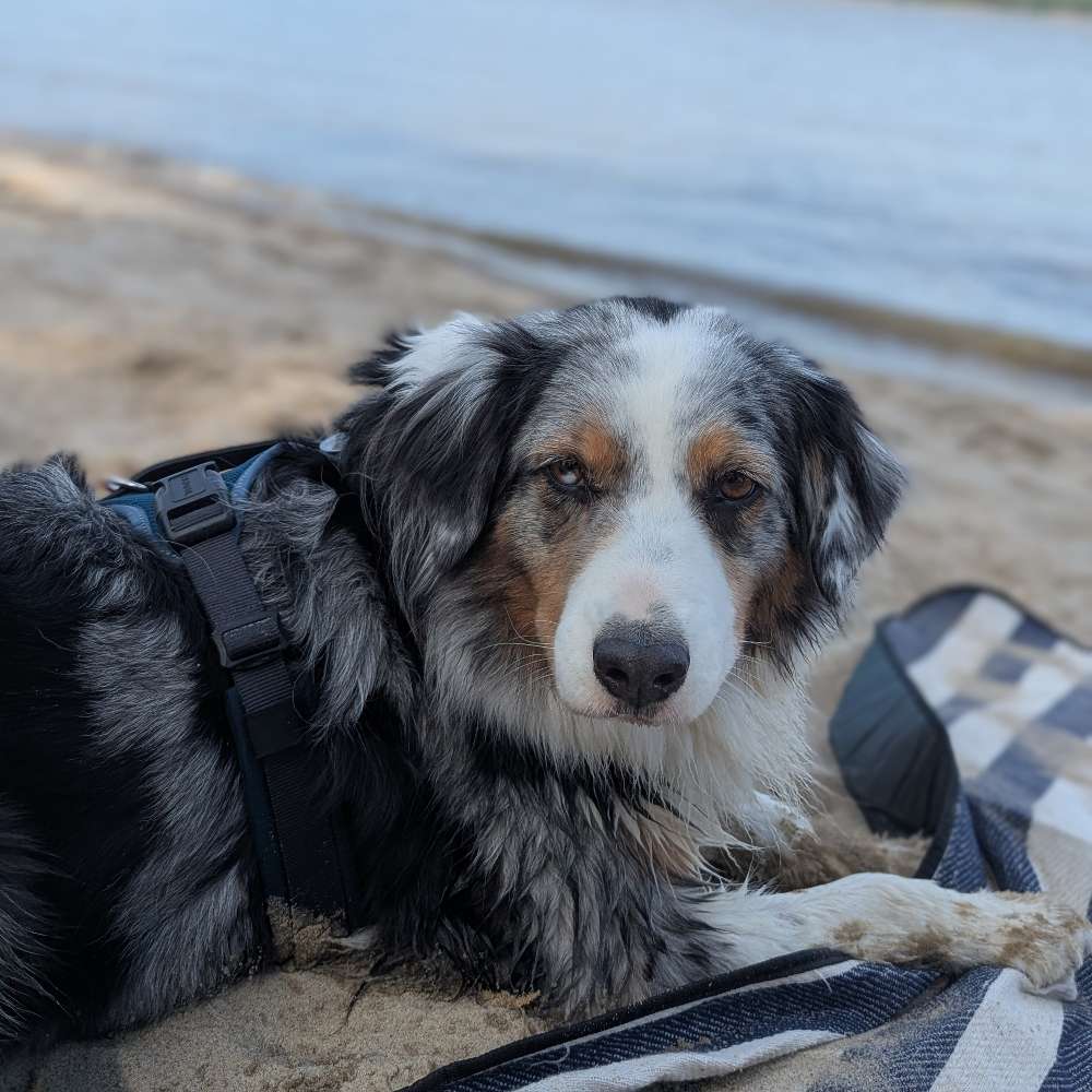 Hundetreffen-Gemeinsame Spaziergänge-Profilbild
