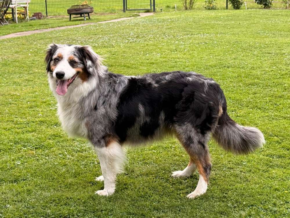 Hundetreffen-Gemeinsame Spaziergänge-Profilbild
