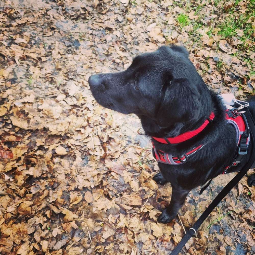 Hundetreffen-Spielen und Spazieren 🐕-Profilbild