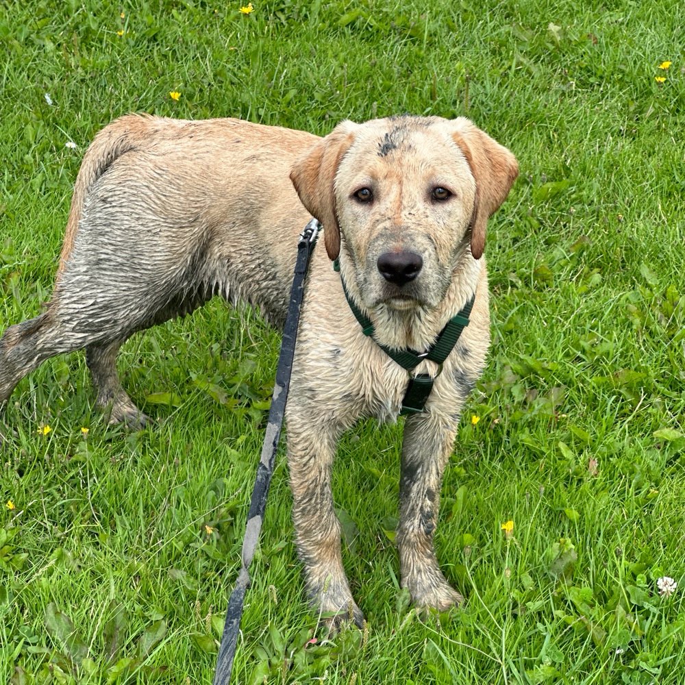 Hundetreffen-Trainings- und Toberunden-Profilbild