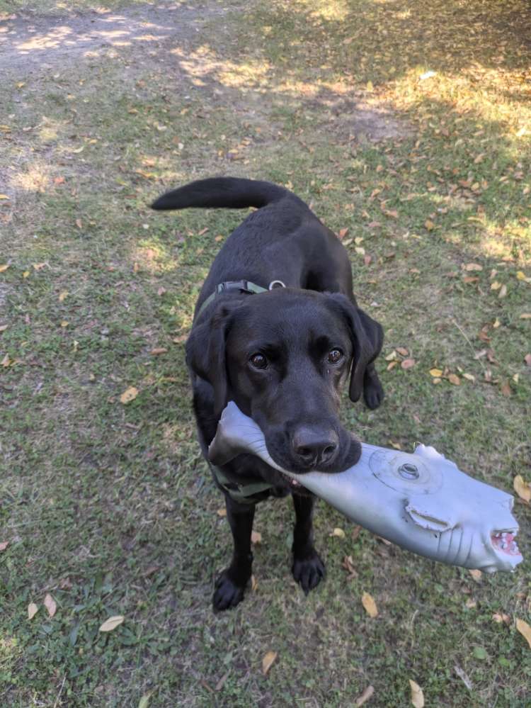 Hundetreffen-Gassi/Spieltreffen-Profilbild