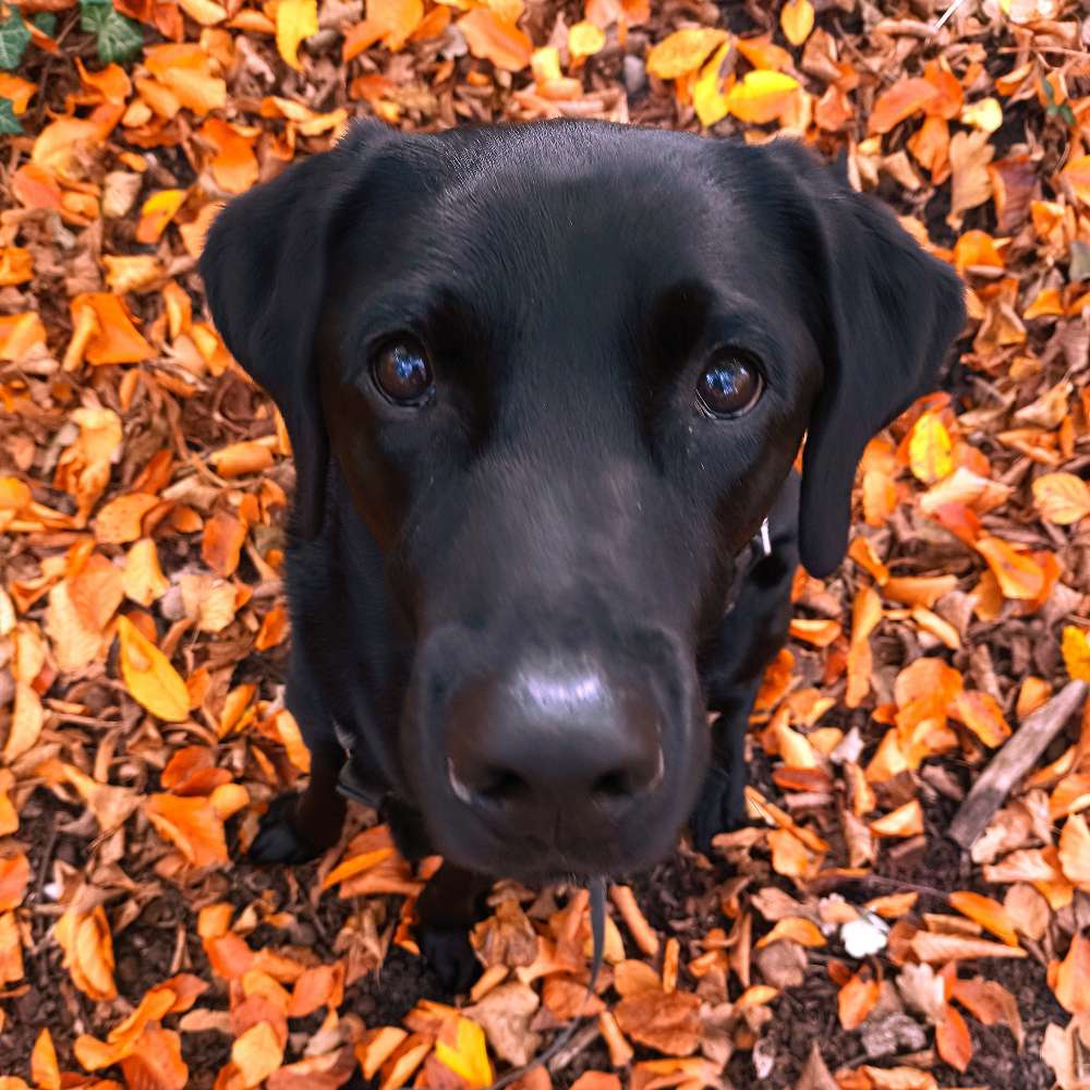 Hundetreffen-Spielen mit Kalle-Profilbild