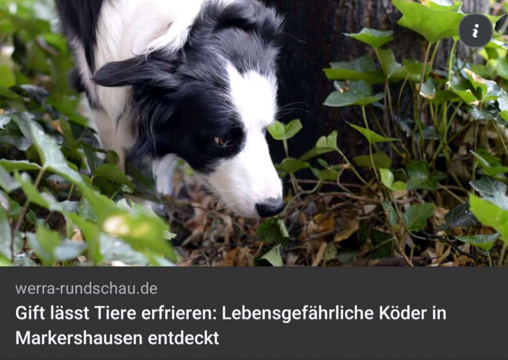 Giftköder-Giftköder-Profilbild