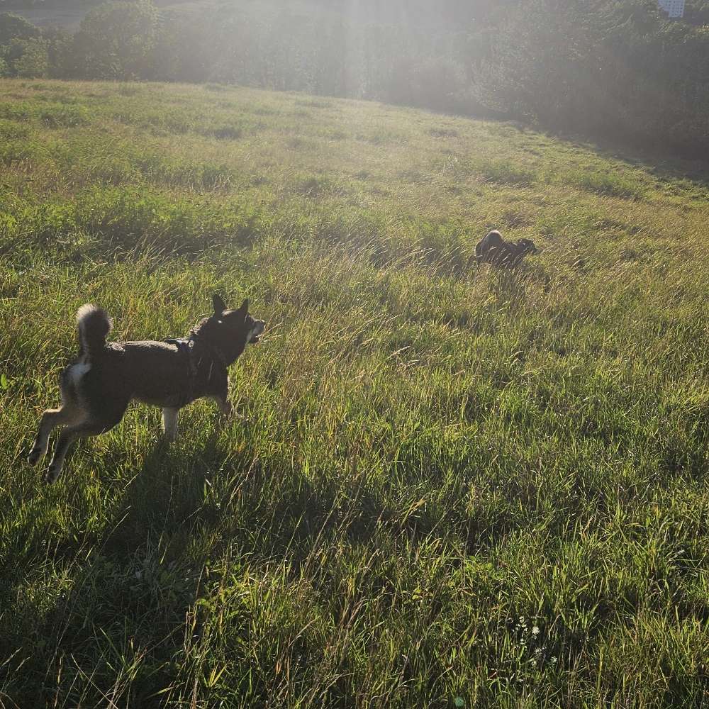 Hundetreffen-Hundetreff in ESW 🐾🐶🐕🐩🐺-Profilbild