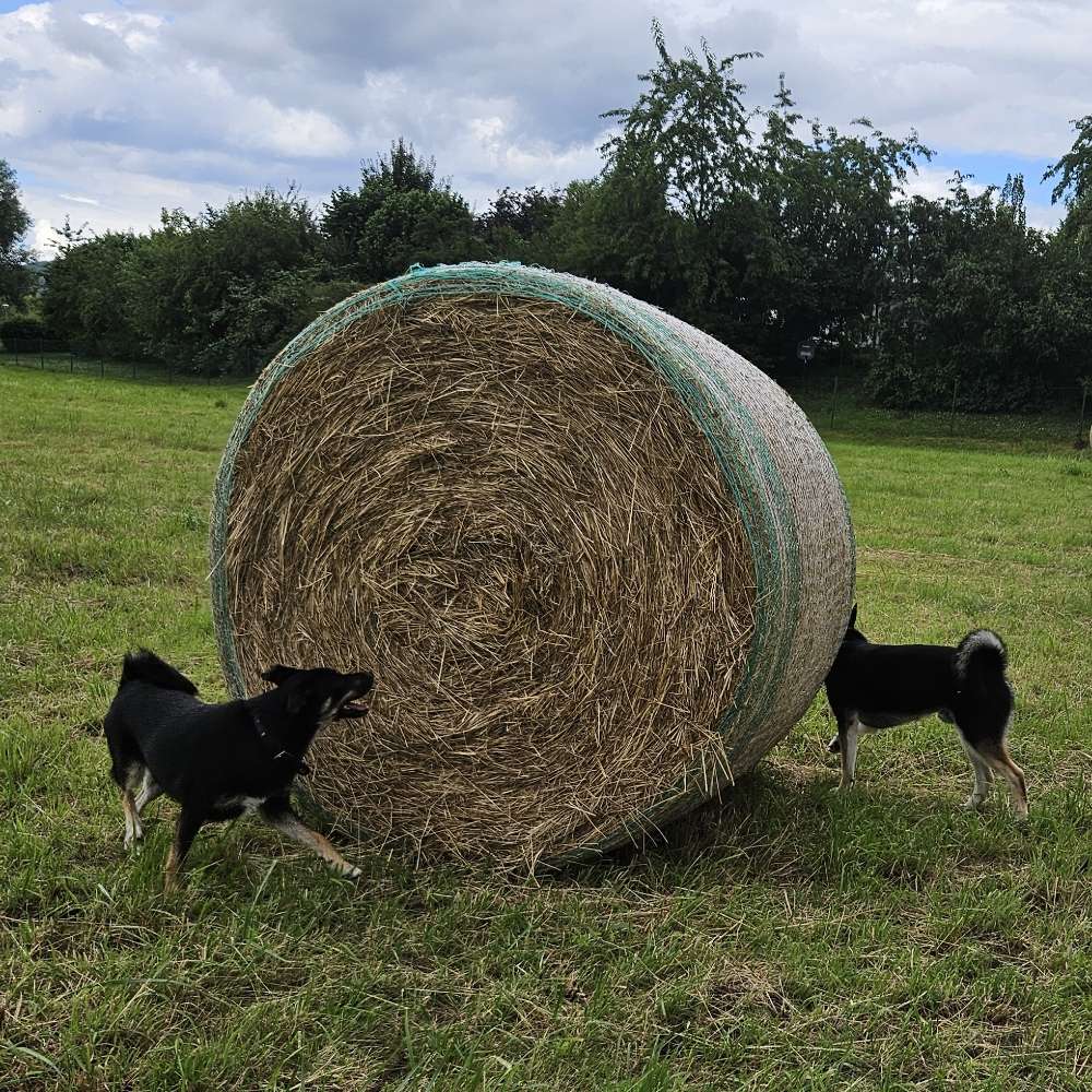 Hundetreffen-Hundetreff in ESW 🐾🐶🐕🐩🐺-Profilbild