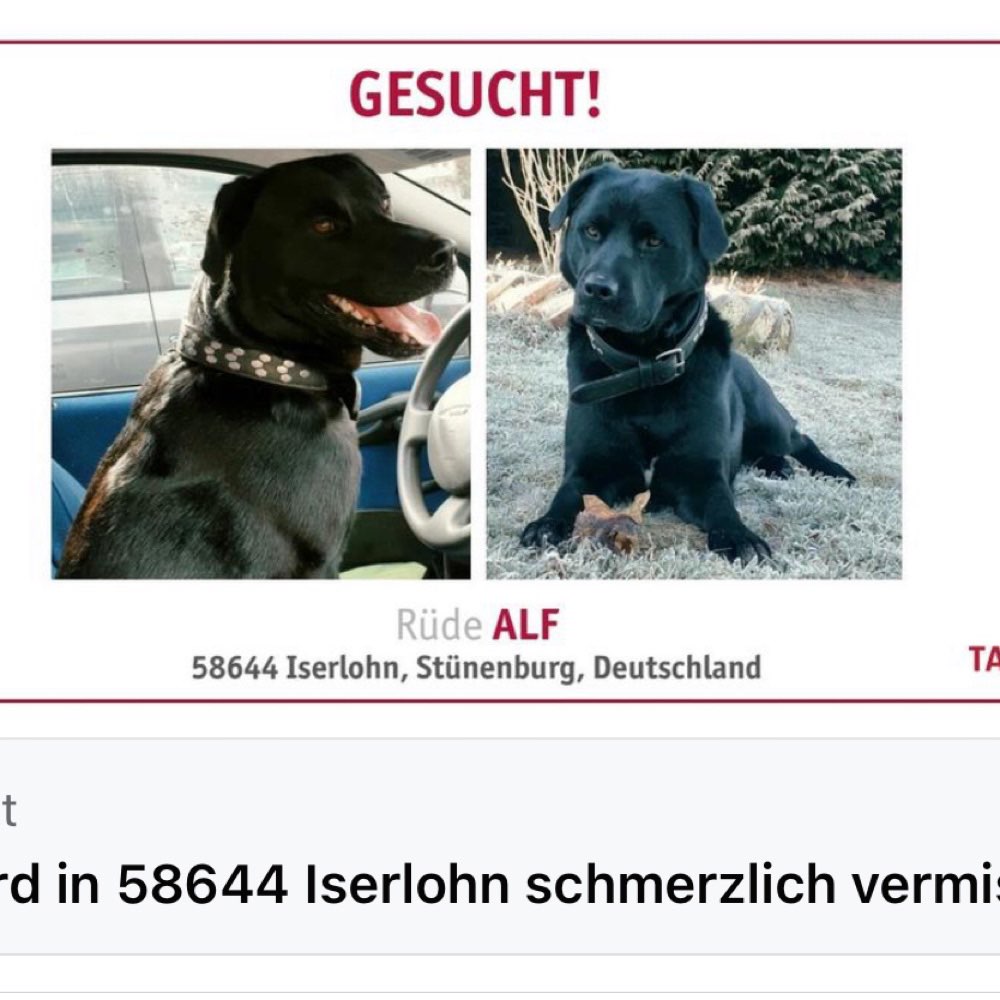 Suchmeldung-Alf-Profilbild