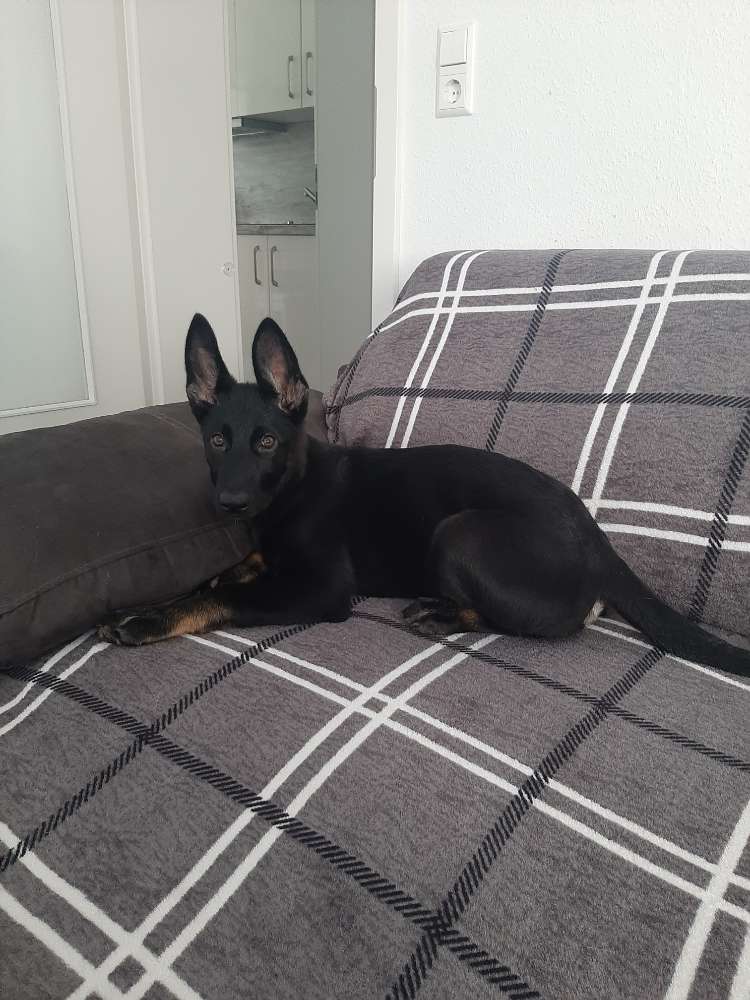 Hundetreffen-Welpen treff-Profilbild