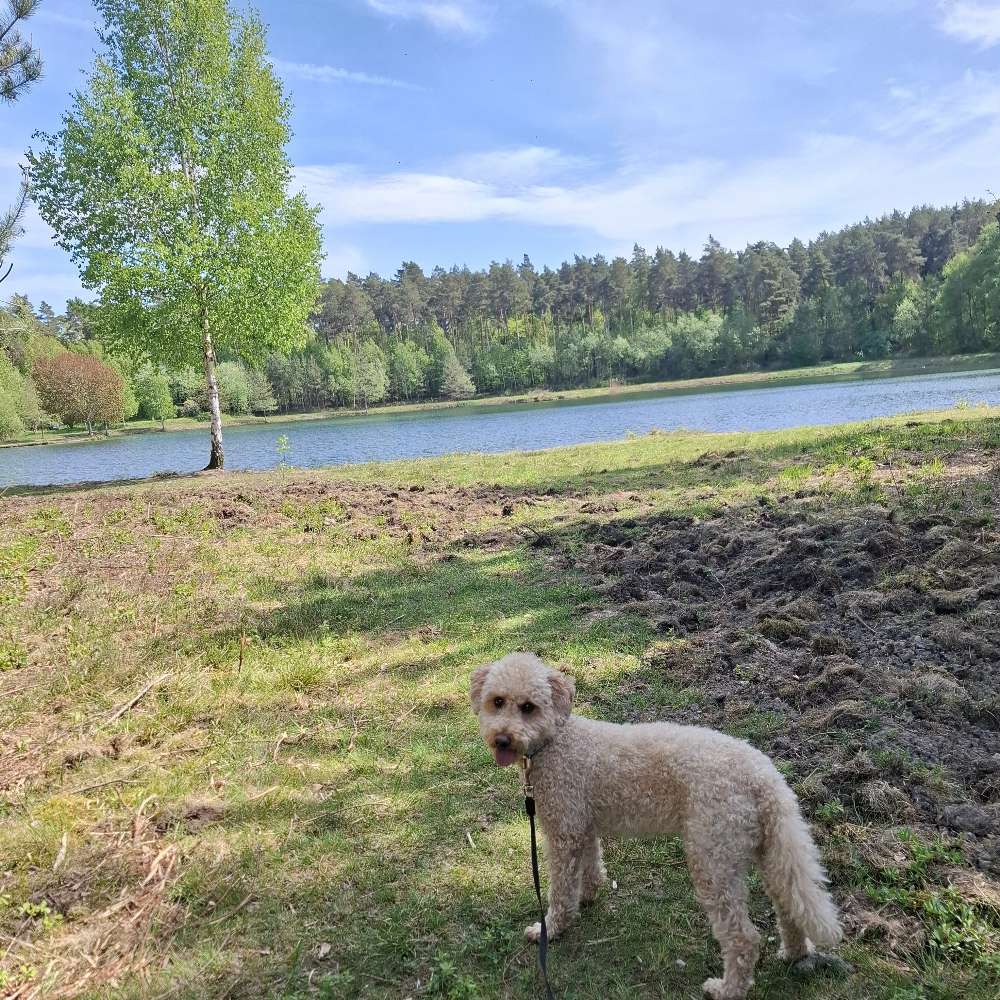 Hundetreffen-Hunde-Treffen zur Gassirunde>after work.🐾🍀🥾🌷-Profilbild