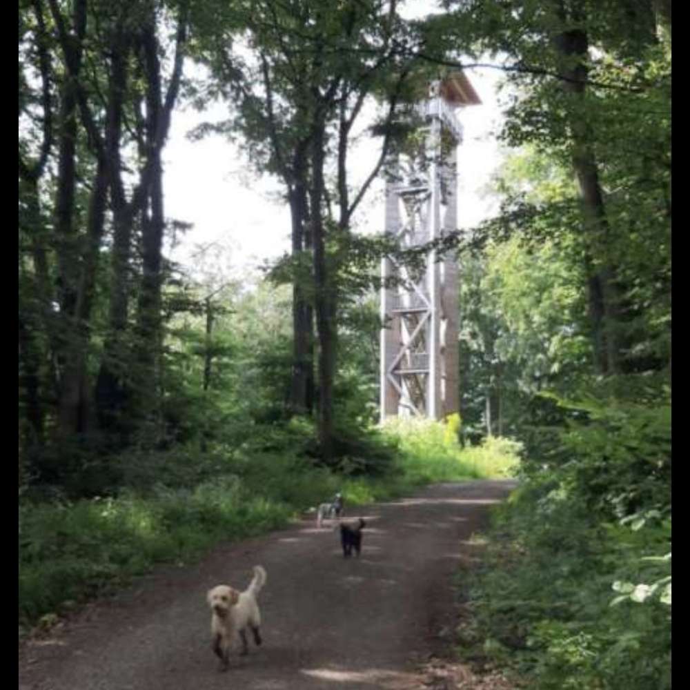 Hundetreffen-Vom Wiehenturm zum Limberg🐾❤️🥾🌞🌳🌲-Profilbild