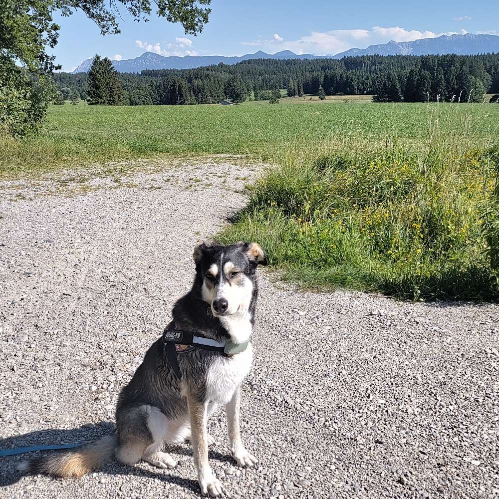 Hundetreffen-Gemeinsame Spaziergänge-Profilbild