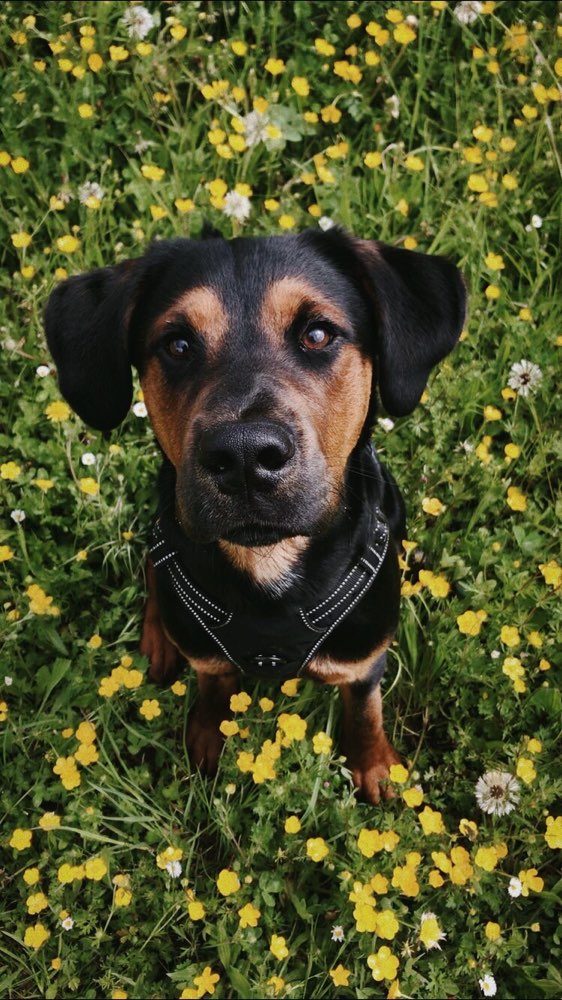 Hundetreffen-Neue Hundefreunde finden-Profilbild