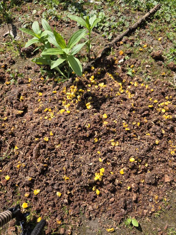 Giftköder-Evtl. Giftköder-Profilbild