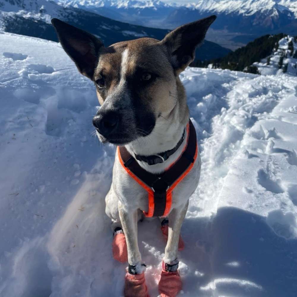 Hundetreffen-Gassi- & Spielrunde-Profilbild