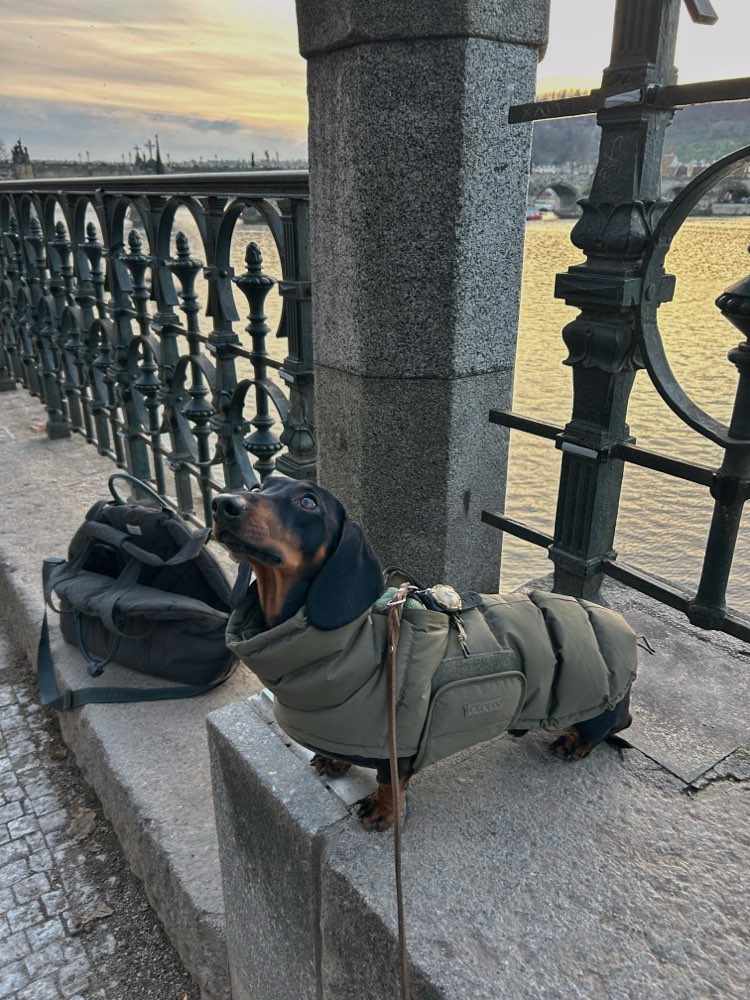 Hundetreffen-Kleine/mittelgroße Hunde Spaziergänge-Profilbild