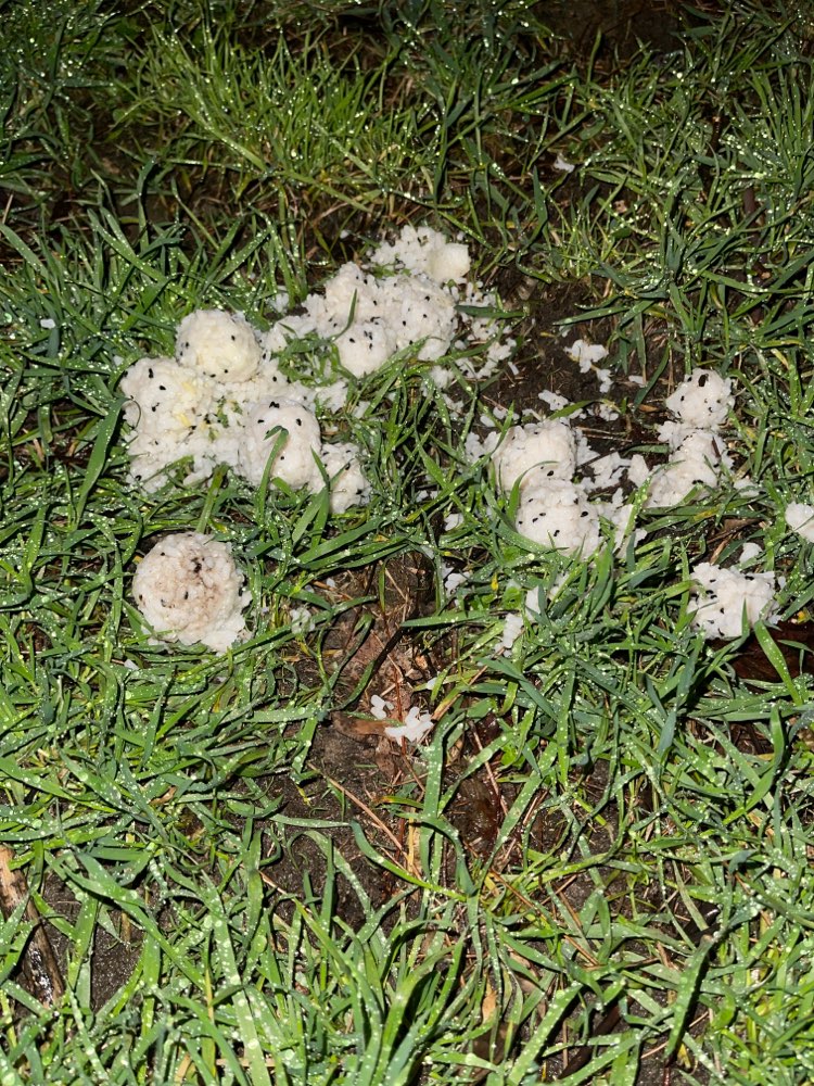 Giftköder-Giftköder-Profilbild