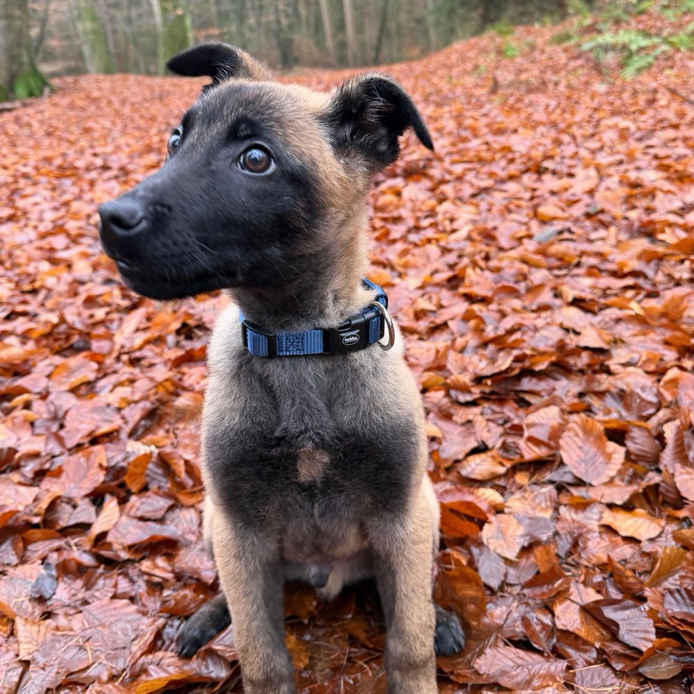 Hundetreffen-Playdate🤎-Profilbild