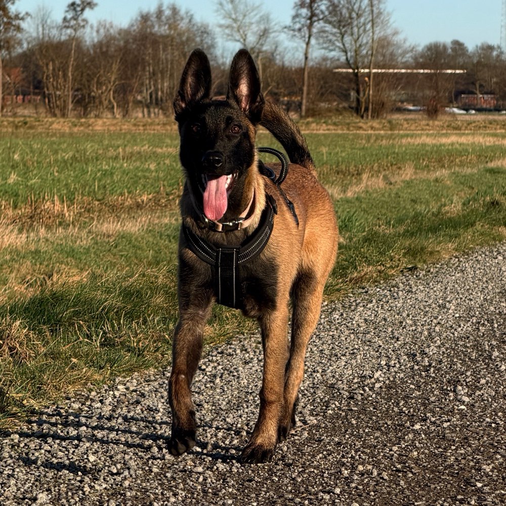 Hundetreffen-Playdate🤎-Profilbild