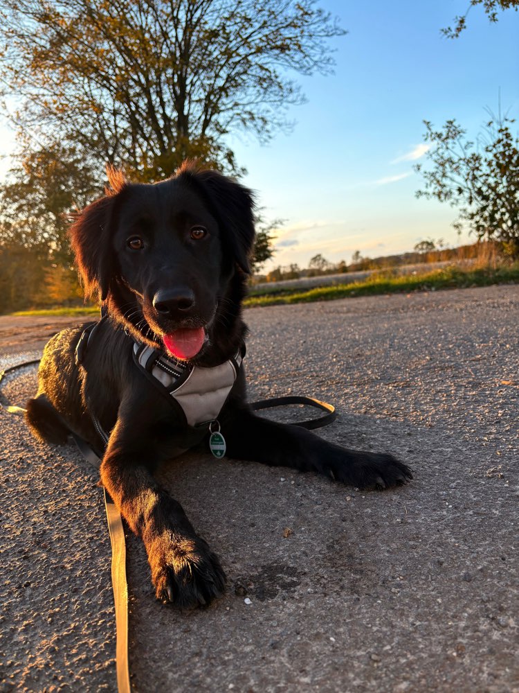 Hundetreffen-Play Date🤍-Profilbild