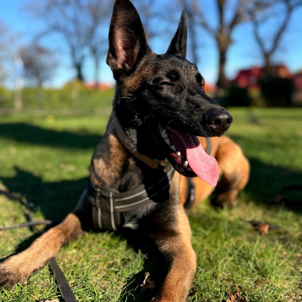 Hundetreffen-Playdate🤎-Profilbild