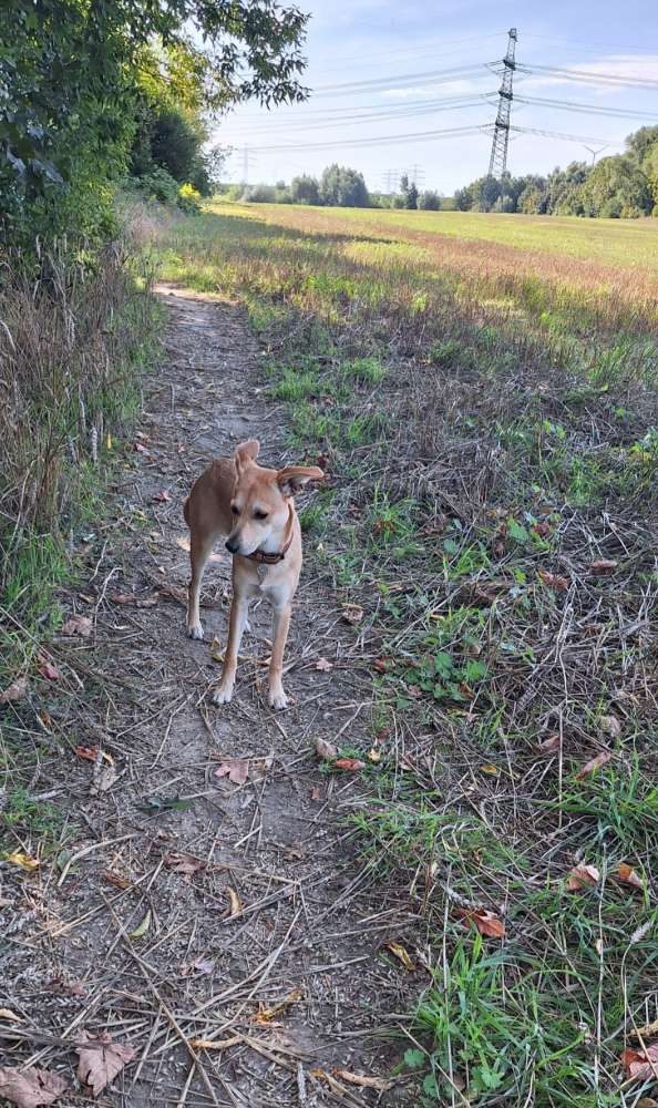 Hundetreffen-🐕 Treffen Hohenschönhausen-Profilbild
