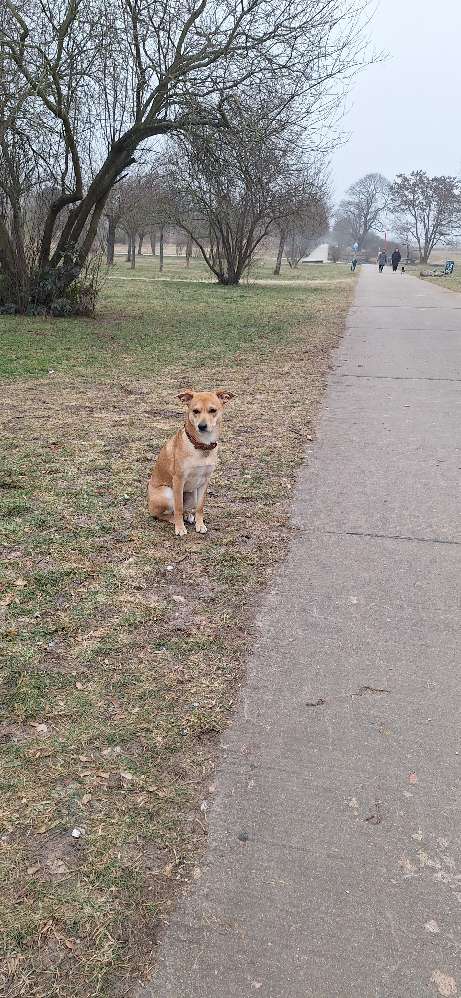 Hundetreffen-Hundetreffen in Wartenberg-Profilbild