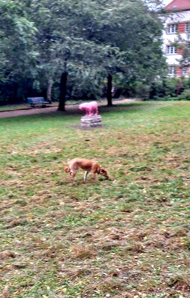 Hundetreffen-Spieletreff Weissensee-Profilbild