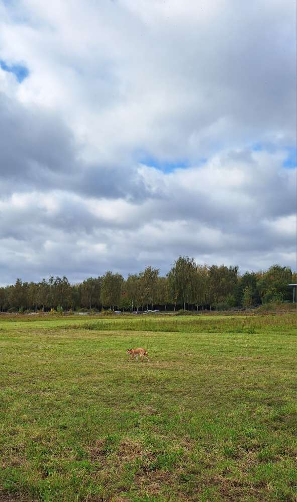 Hundetreffen-Gassirunde  Neue Wiesen-Profilbild