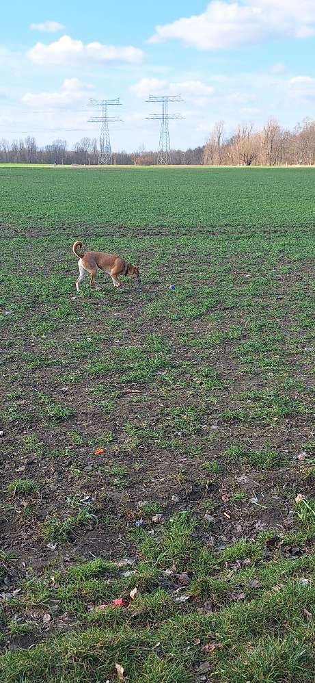 Hundetreffen-Hundetreffen-Profilbild