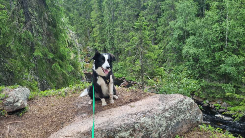 Hundetreffen-Gassi und  toben-Profilbild