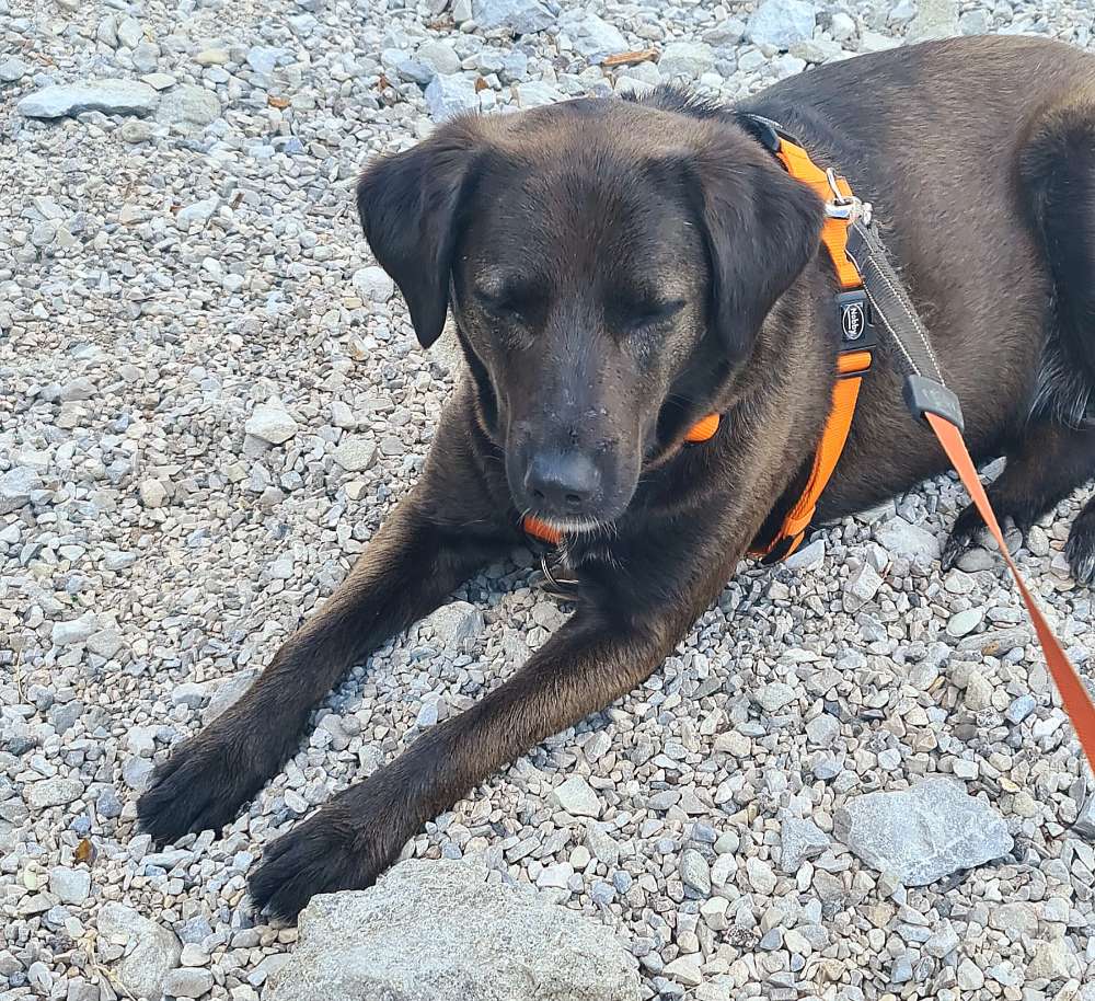 Hundetreffen-Spielen im umzäunten Garten-Profilbild