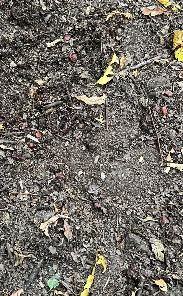 Giftköder-Mögliche Köder! Futter und Wurststücke?-Profilbild