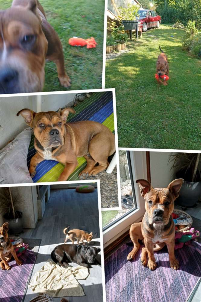 Hundetreffen-Spielkameraden gesucht-Profilbild