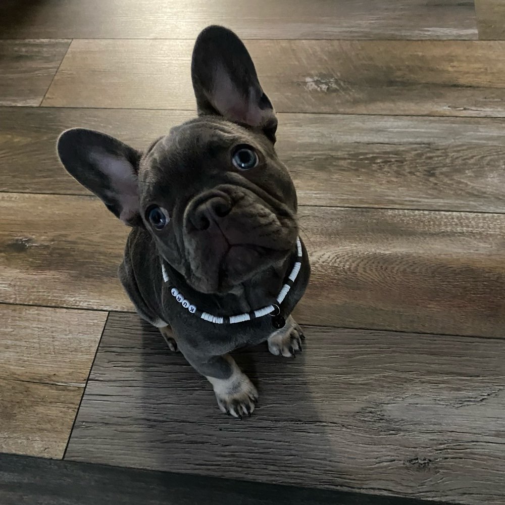 Hundetreffen-Suche Welpen / zum toben /spielen für Bulli Welpe-Profilbild