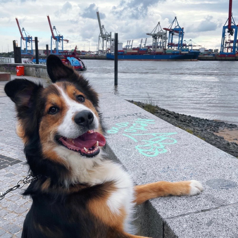 Hundetreffen-Gemeinsam Gassi gehen/spielen in Donners Park-Profilbild