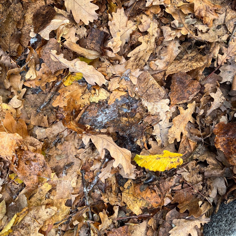 Giftköder-Weises Pulver oder Ähnliches-Profilbild